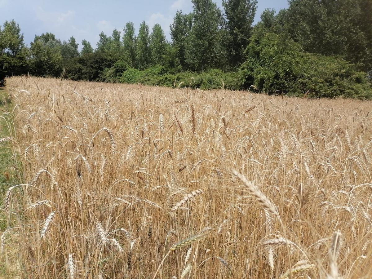Az.Agricola Agriturismo La Locanda Di Lann Daire Fucecchio Dış mekan fotoğraf