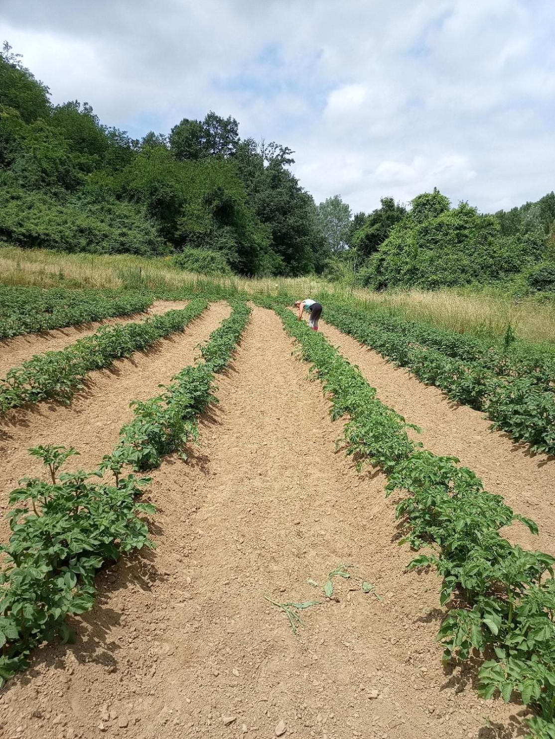 Az.Agricola Agriturismo La Locanda Di Lann Daire Fucecchio Dış mekan fotoğraf