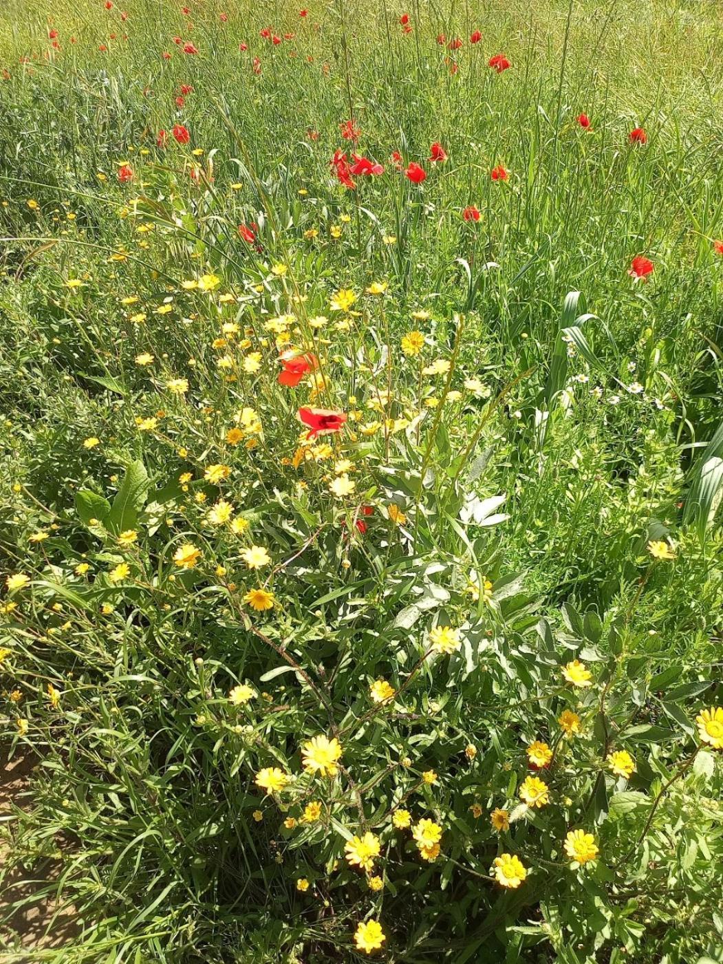 Az.Agricola Agriturismo La Locanda Di Lann Daire Fucecchio Dış mekan fotoğraf